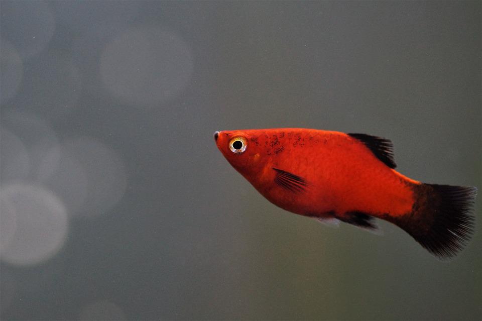 červená rybička