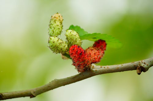 mulberries-red-fruit-berry-64282